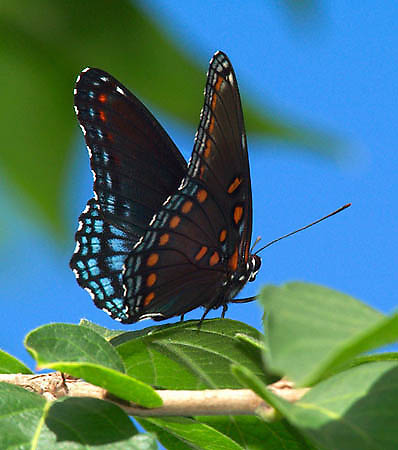 2_Red Spotted Purple