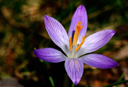 5_Purple Flower